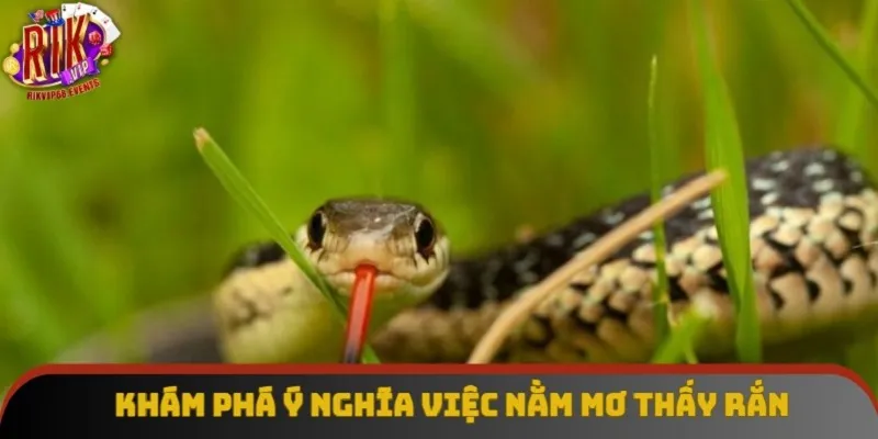 Khám phá ý nghĩa việc nằm mơ thấy rắn Khám phá ý nghĩa việc nằm mơ thấy rắn